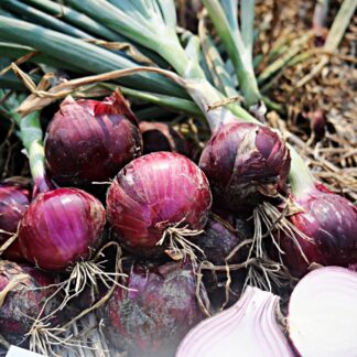 Onions