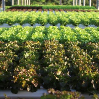 Lettuce เมล็ดผักสลัด